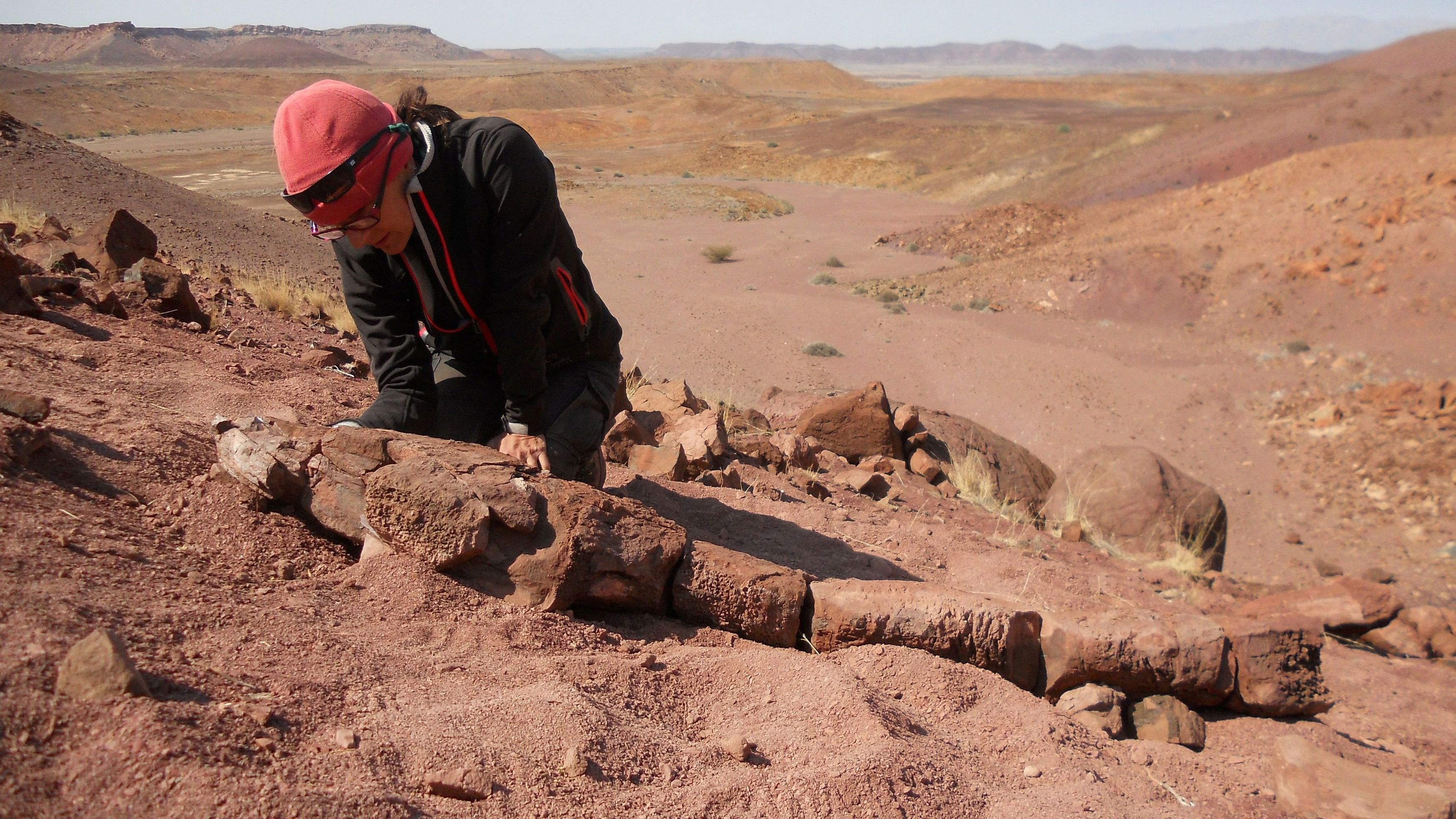 <div class="paragraphs"><p>Scientist Claudia Marsicano looks at the fossil skeleton of the Permian Period salamander-like creature Gaiasia jennyae, during fieldwork in Namibia in this undated handout photograph.</p></div>